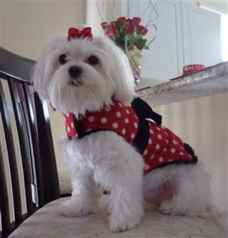 beautiful-maltese-dog-9-years-old
